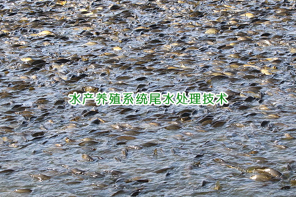 水產養(yǎng)殖系統(tǒng)水處理技術