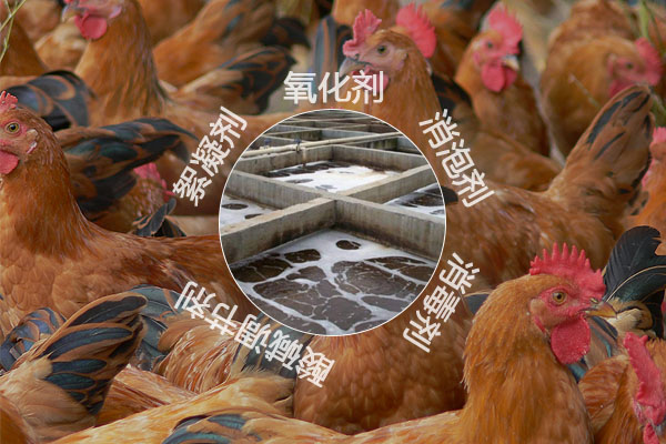 養(yǎng)雞場(chǎng)污水處理工藝流程及常用的化工原料有哪些？